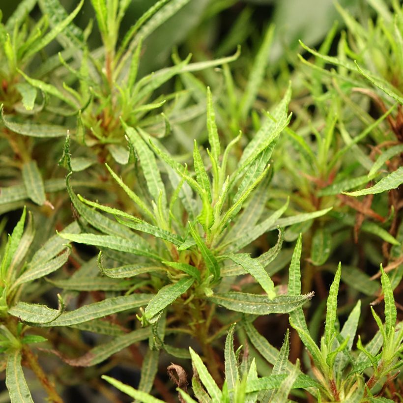 Azalea japonica Star Style Pink (Foliage)