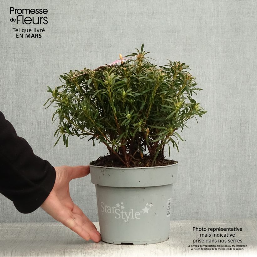 Example of Azalea japonica Star Style Violet Vaso da 3L/4L as you get in printemps