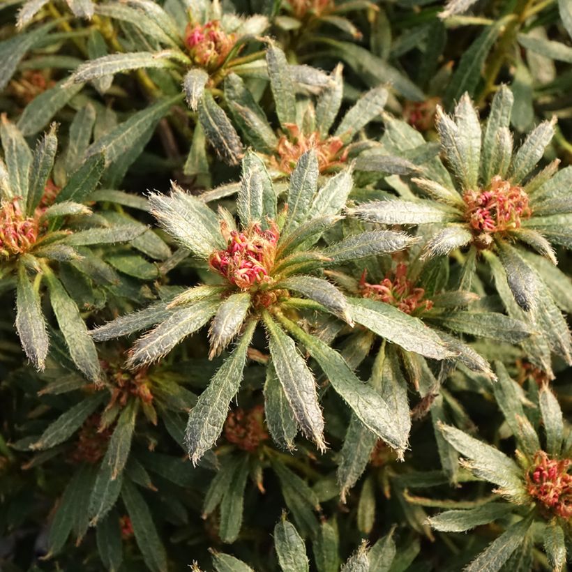 Azalea japonica Star Style Violet (Foliage)
