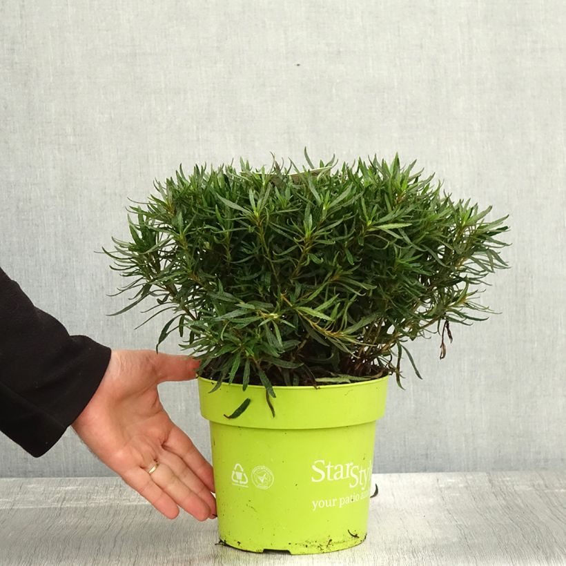 Esemplare di Azalea japonica Star Style White Vaso da 3L/4L come consegnato in autunno