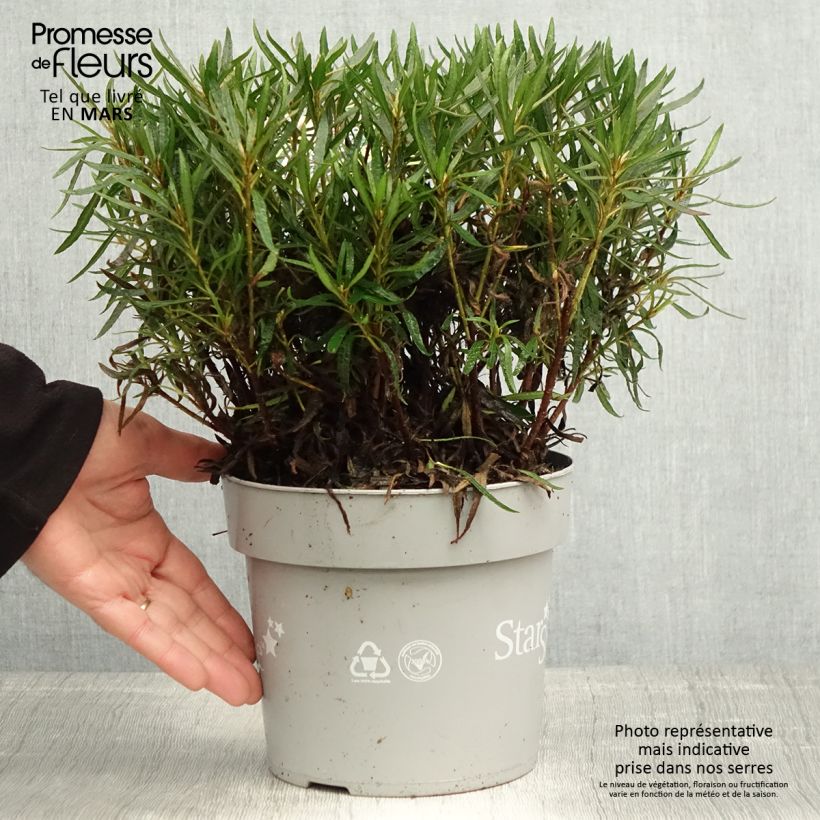 Example of Azalea japonica Star Style White Vaso da 3L/4L as you get in printemps