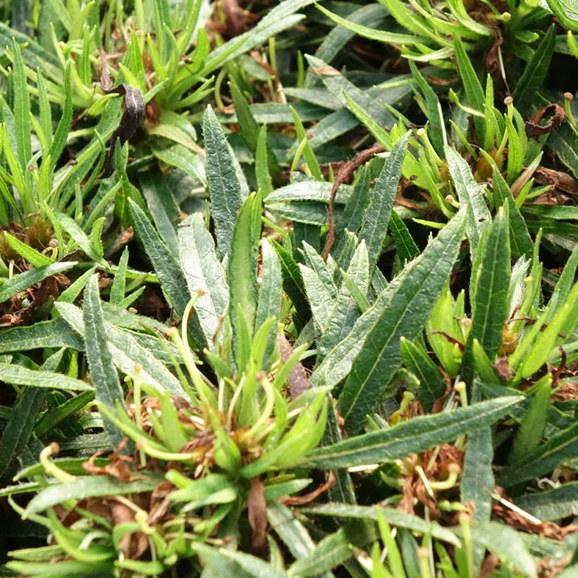 Azalea japonica Star Style White (Foliage)