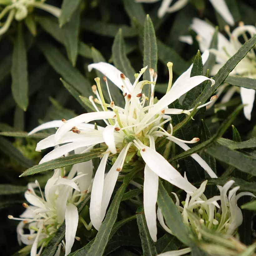 Azalea japonica Star Style White (Flowering)
