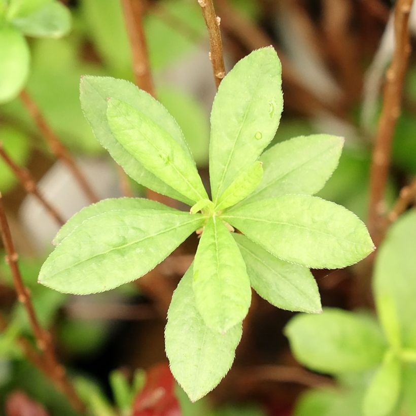 Azalea mollis Viscosa (Fogliame)