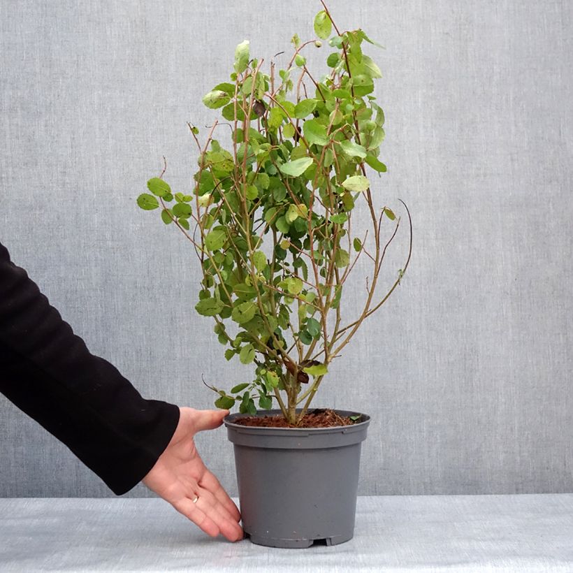 Azara serrata - Azara à dents de scie Pot de 2L/3L esemplare consegnato in inverno
