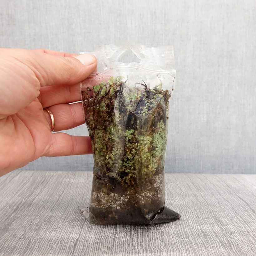 Azolla pinnata - Felce acquatica Piante piccole a radice nuda esemplare consegnato in primavera