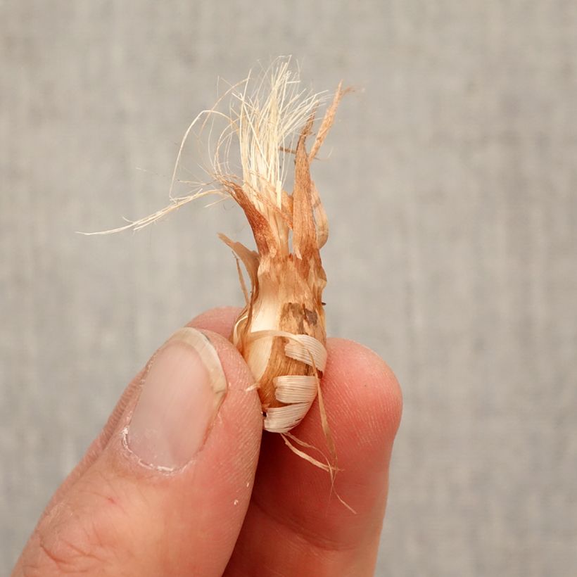Babiana stricta Bulbo taglia 4/5 esemplare consegnato in primavera