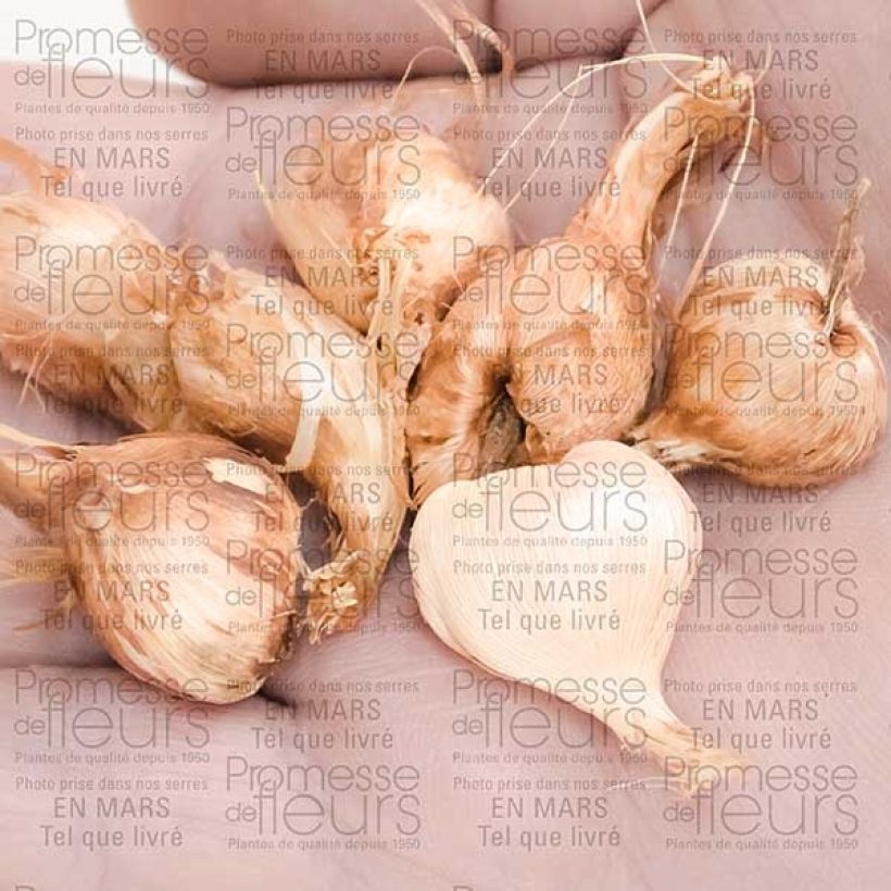 Example of Babiana stricta Zwanenburg Glory Bulbo taglia 4+ as you get