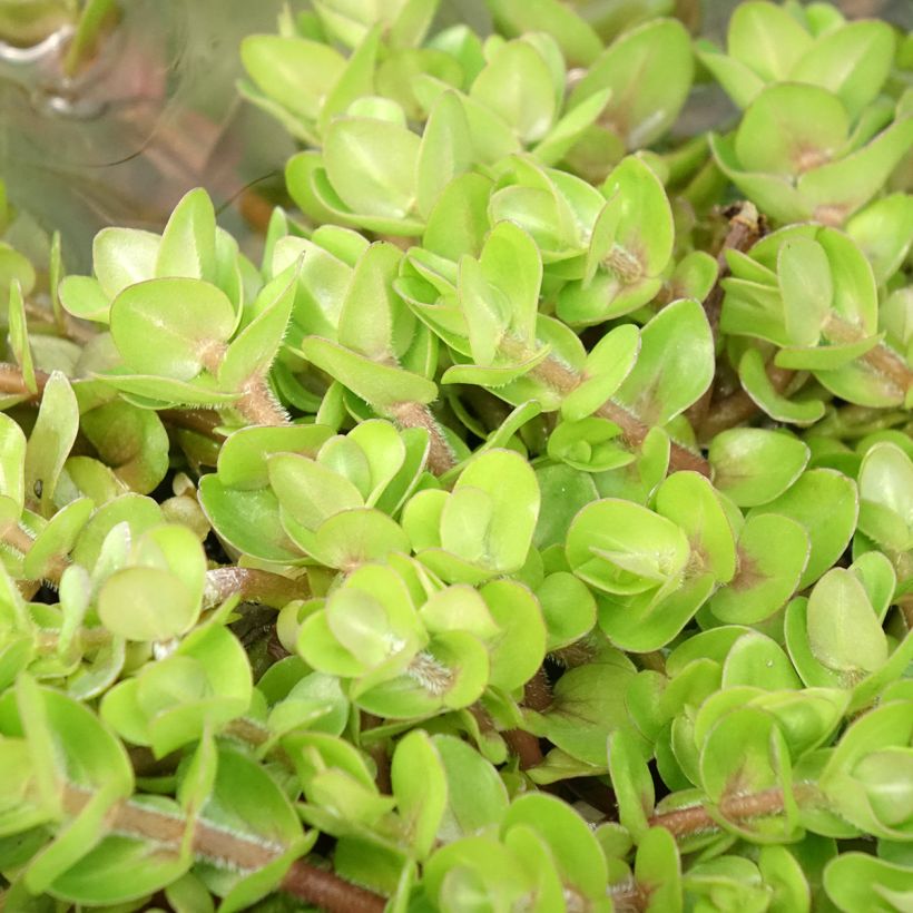 Bacopa caroliniana (Fogliame)