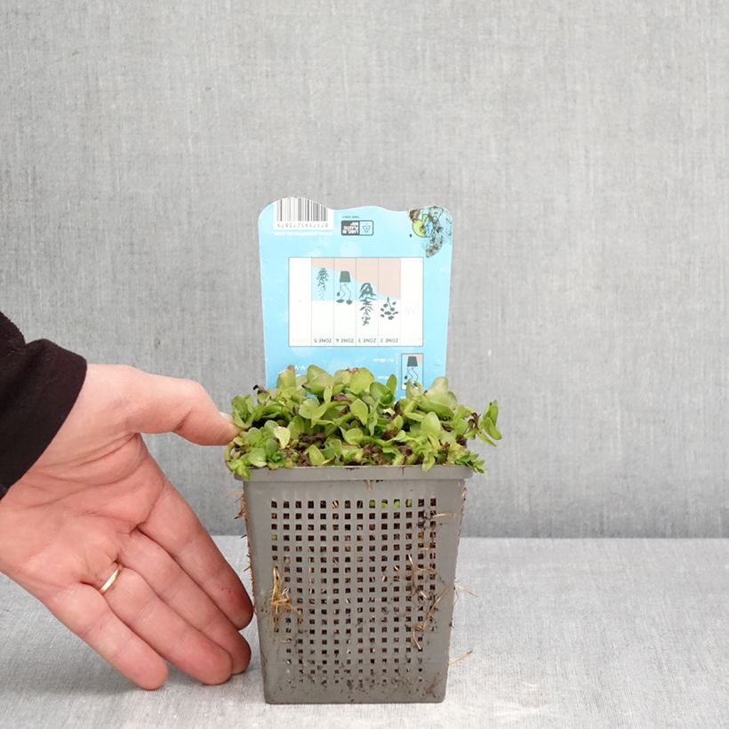 Bacopa caroliniana Vaso da 1L/1,5L esemplare consegnato in primavera