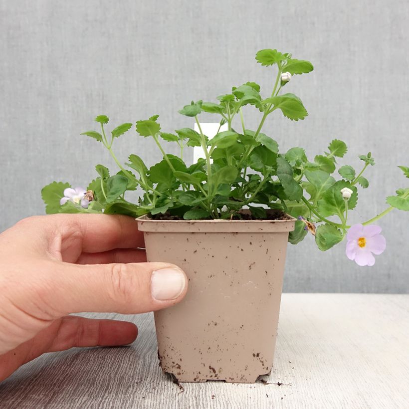Example of Bacopa Scopia Gulliver Blue Sensation Vasetto da 8/9 cm as you get in printemps