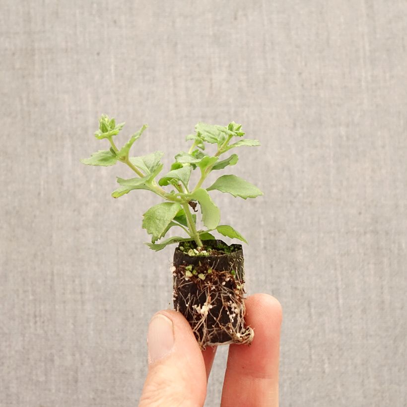 Bacopa Gulliver Compact Rosa mini zolla... esemplare consegnato in primavera