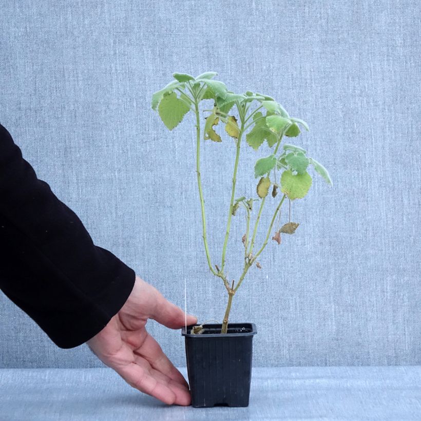 Ballota hirsuta - Ballote hirsute Vasetto da 8/9 cm esemplare consegnato in inverno