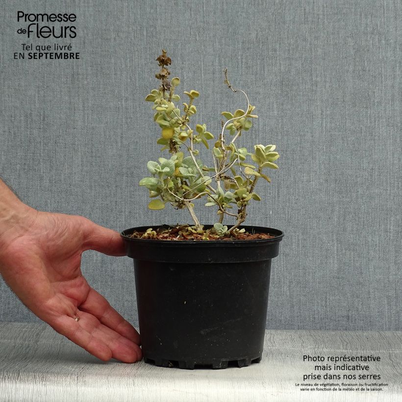Esemplare di Ballota pseudodictamnus - Cimiciotta greca Vaso da 2L/3L come consegnato in autunno