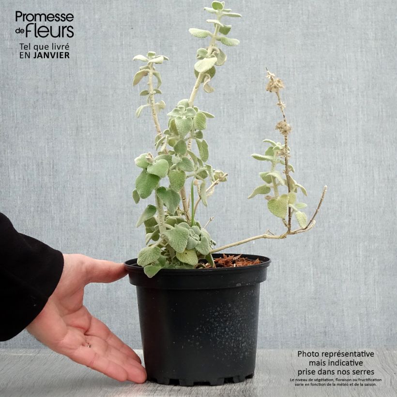 Ballota pseudodictamnus - Cimiciotta greca Vaso da 2L/3L esemplare consegnato in inverno