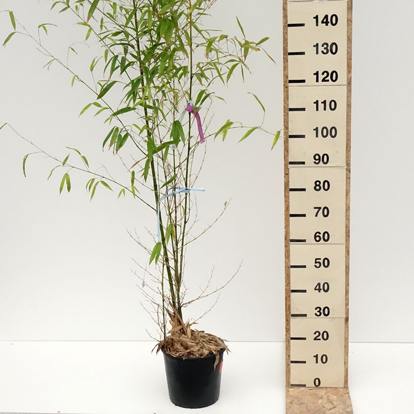 Example of Phyllostachys aurea - Bambù dorato Vaso da 7,5L/10L as you get in hiver