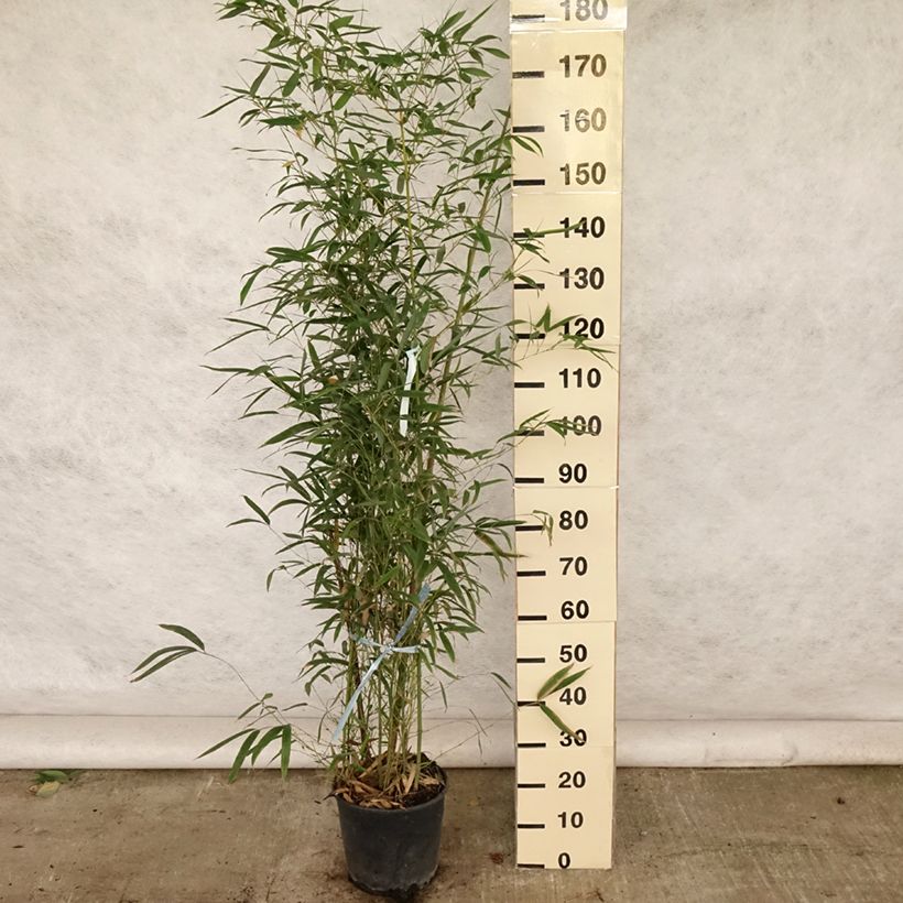 Esemplare di Phyllostachys aurea - Bambù dorato Vaso da 7,5L/10L consegnato in estate