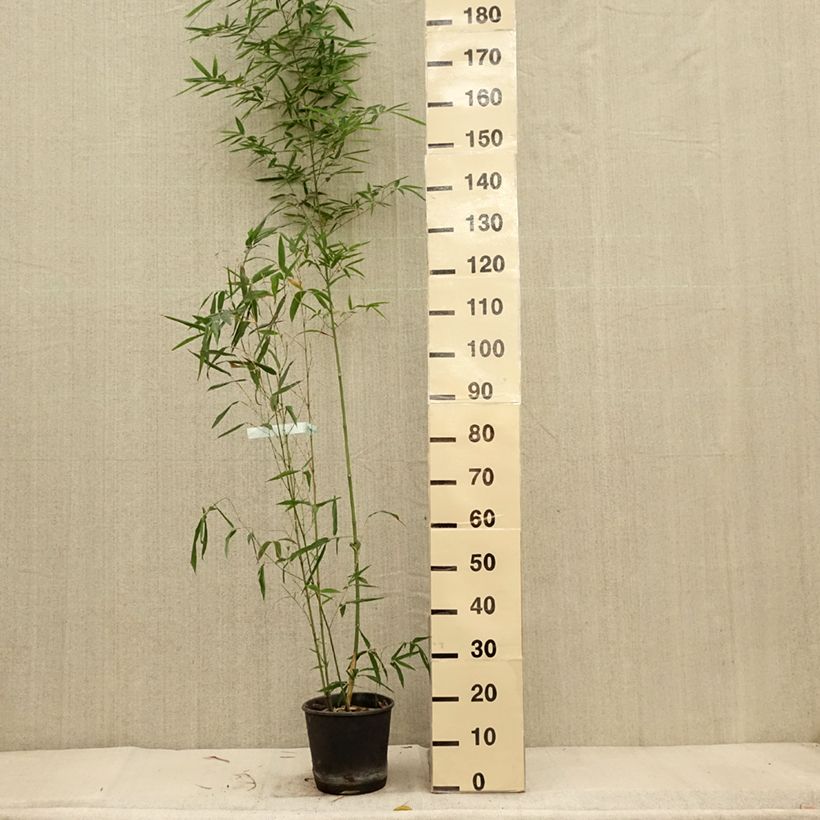 Esemplare di Bambou doré - Phyllostachys aurea Koï Pot de 4L/5L come consegnato in autunno