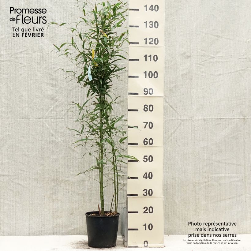 Example of Phyllostachys aurea Koï - Bambù dorato Vaso da 4L/5L as you get in hiver