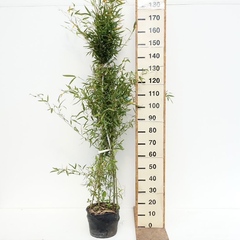 Phyllostachys aurea - Bambù dorato Vaso da 7,5L/10L esemplare consegnato in primavera
