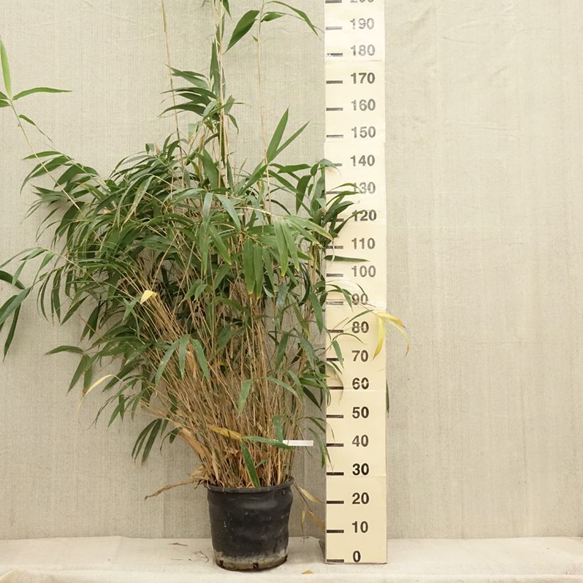 Esemplare di Pseudosasa japonica - Bambusa Metake Vaso da 12L/15L come consegnato in autunno