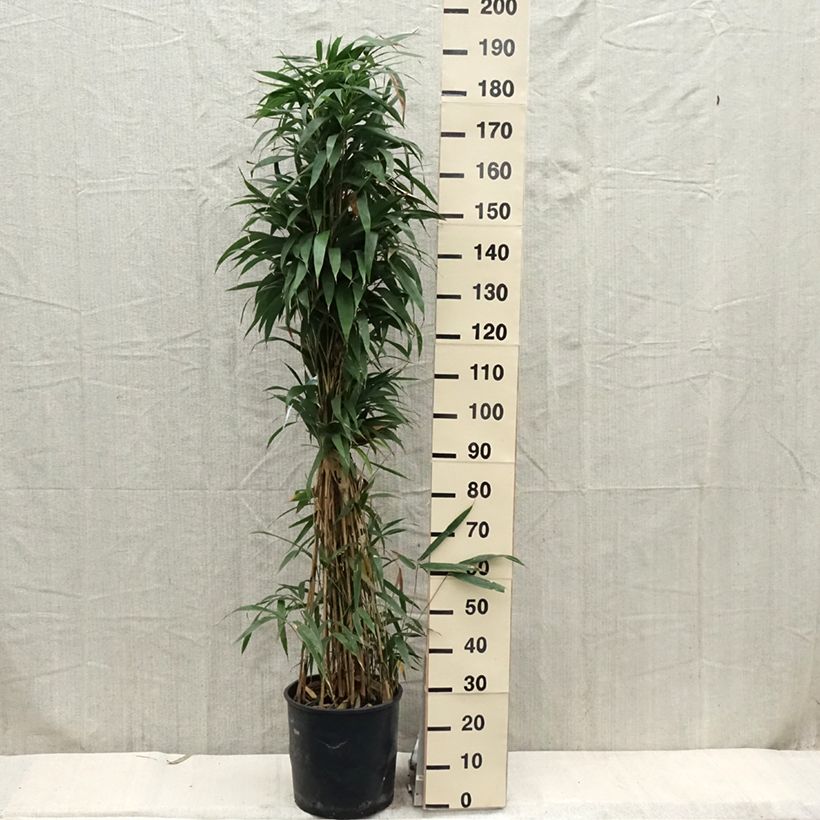 Example of Pseudosasa japonica - Bambusa Metake Vaso da 12L/15L as you get in printemps
