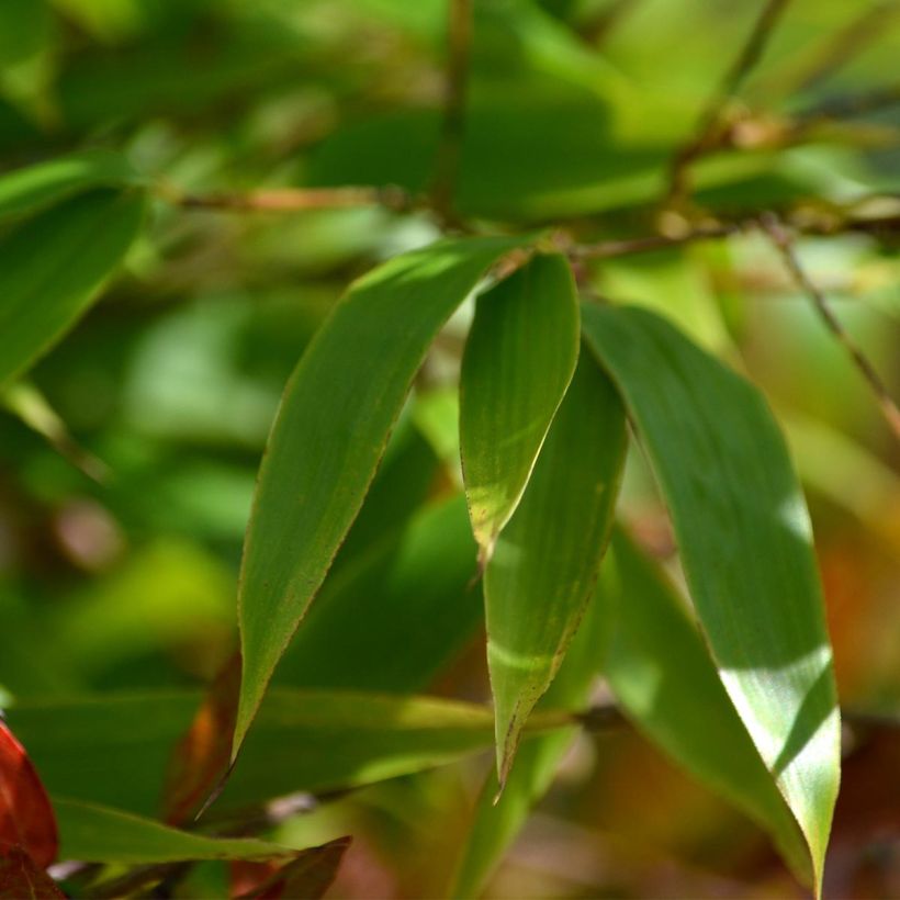 Phyllostachys nigra - Bambù nero (Foliage)