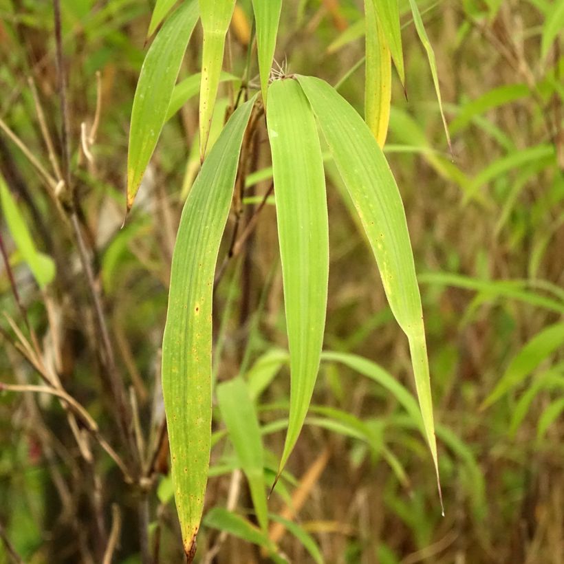 Fargesia yunnanensis (Fogliame)