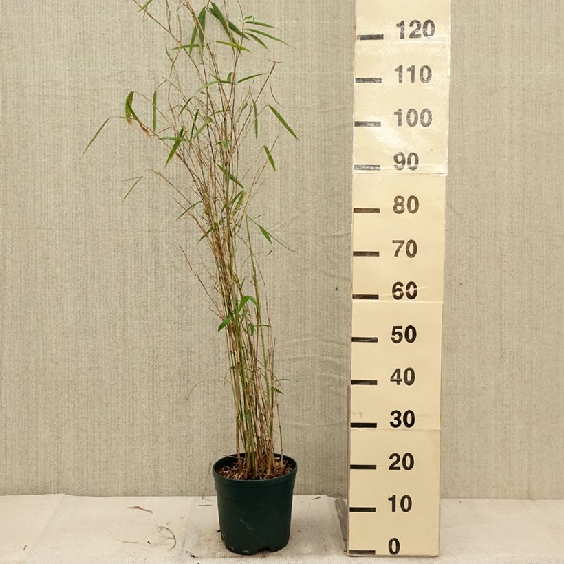 Esemplare di Fargesia yunnanensis Vaso da 4L/5L come consegnato in autunno