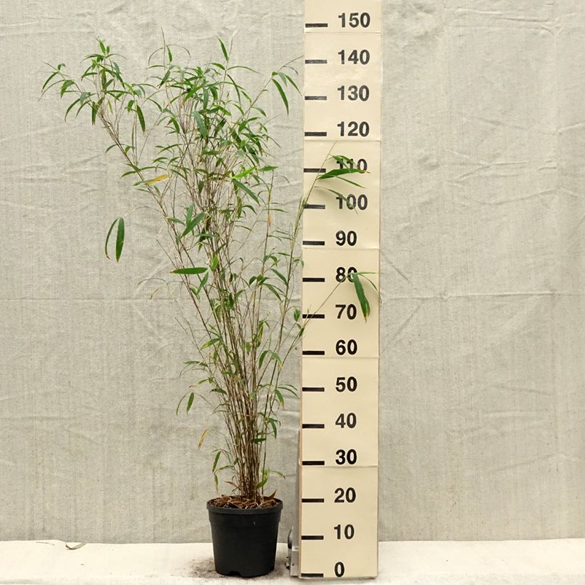Example of Fargesia yunnanensis Vaso da 4L/5L as you get in printemps