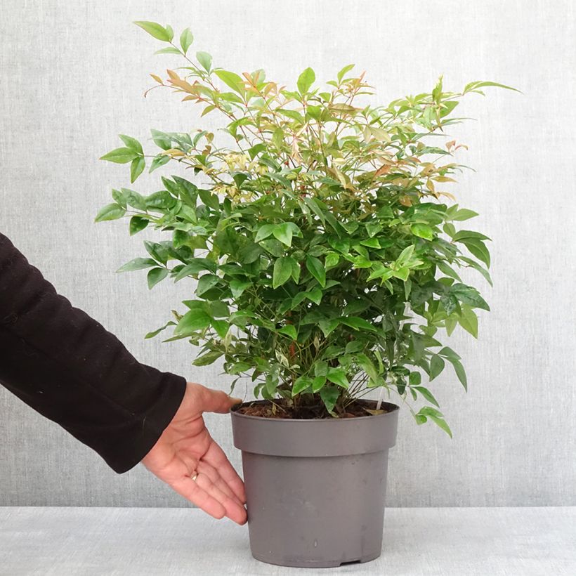 Bambou sacré - Nandina domestica Magical Sunrise Pot de 3L/4L esemplare consegnato in inverno
