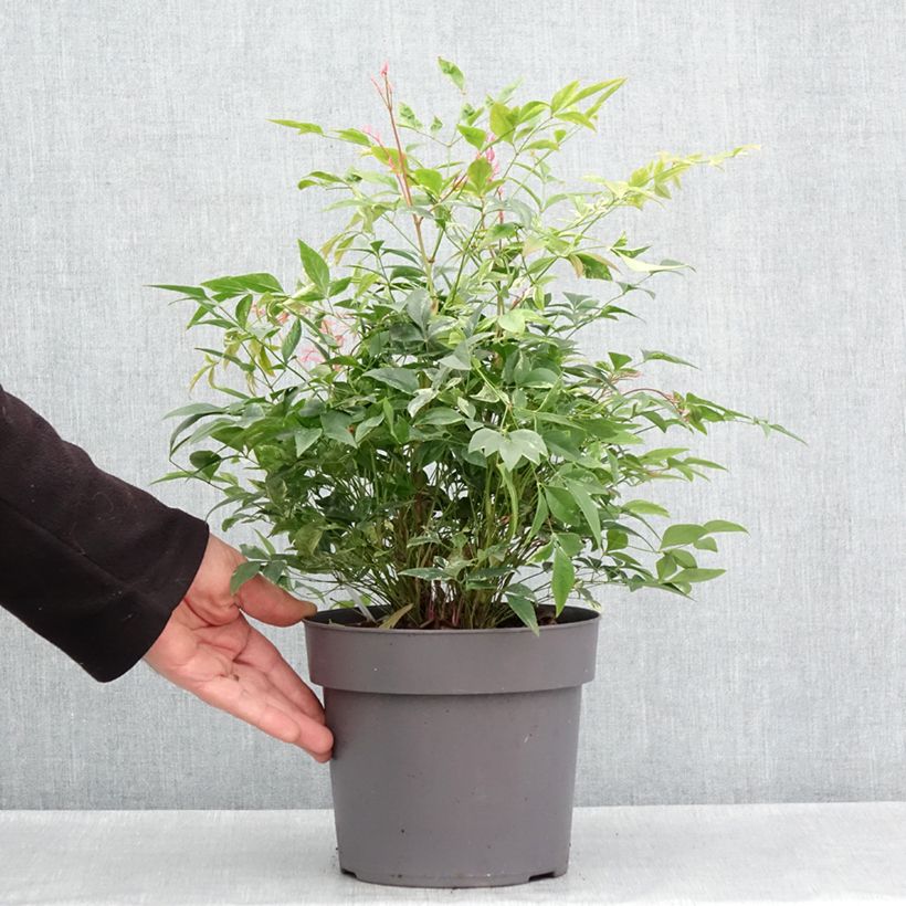 Example of Nandina domestica Magical Sunrise Vaso da 3L/4L as you get in printemps