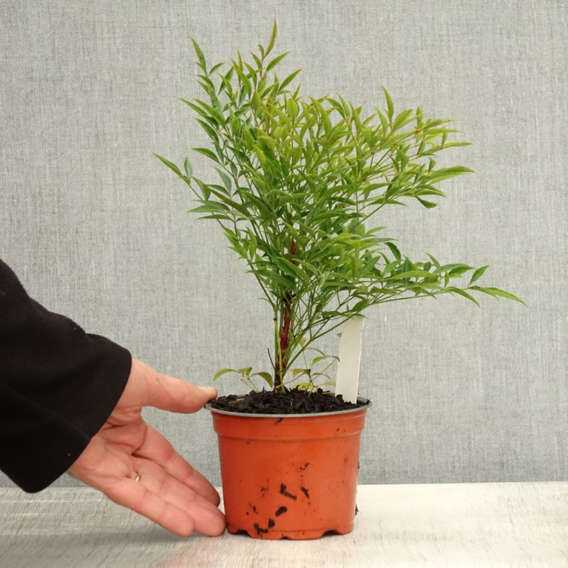 Esemplare di Nandina domestica Moon Bay Vasetto da 8/9 cm come consegnato in autunno