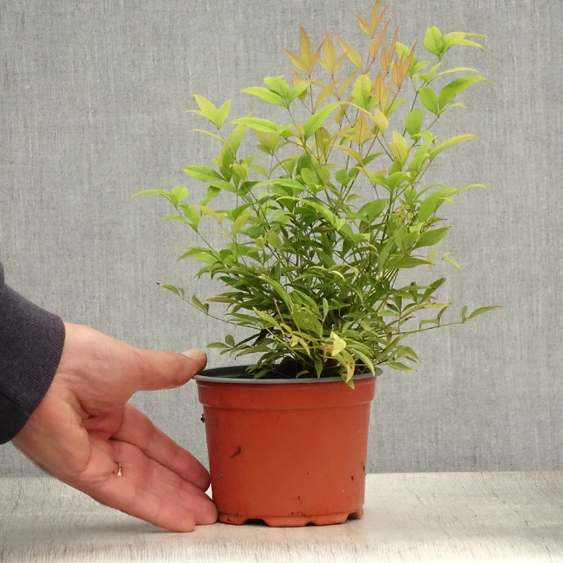Esemplare di Nandina domestica Moon Bay Vasetto da 8/9 cm consegnato in estate