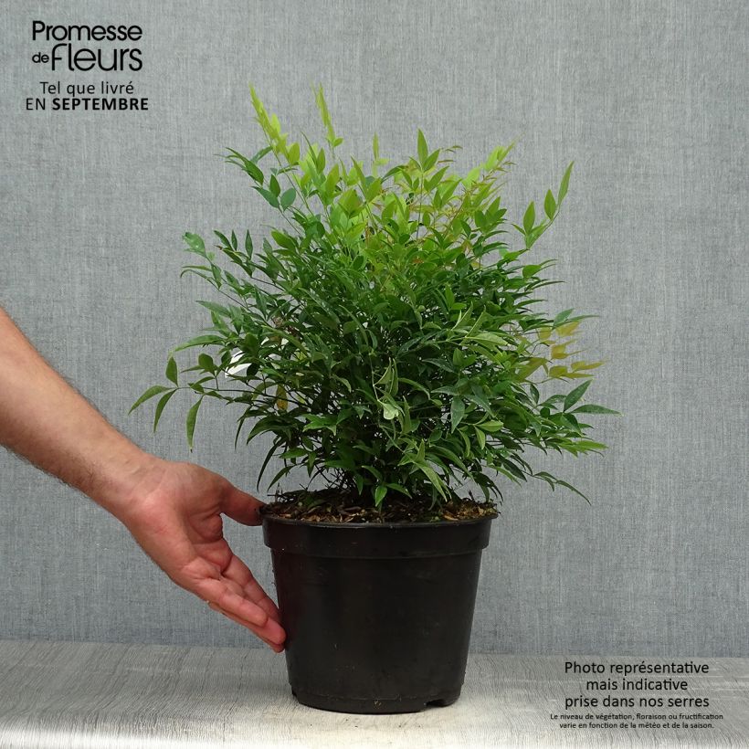 Esemplare di Bambou sacré - Nandina domestica Moon Bay Pot de 3L/4L come consegnato in autunno