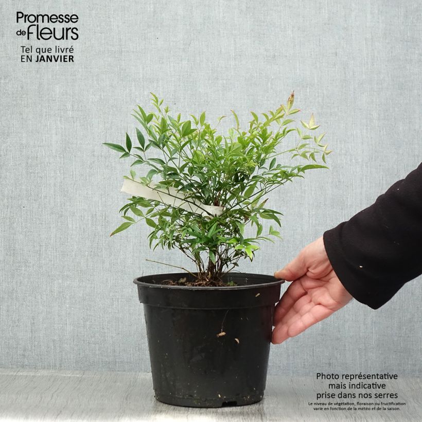 Nandina domestica Moon Bay Vaso da 3L/4L esemplare consegnato in inverno
