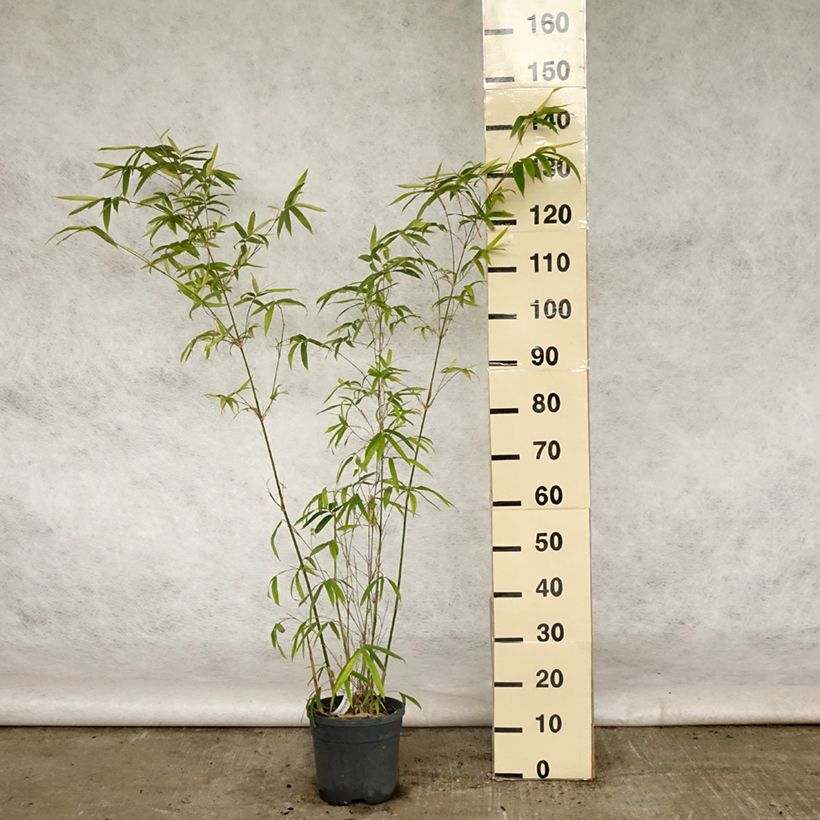 Example of Bambusa glaucescens Vaso da 4L/5L as you get in printemps