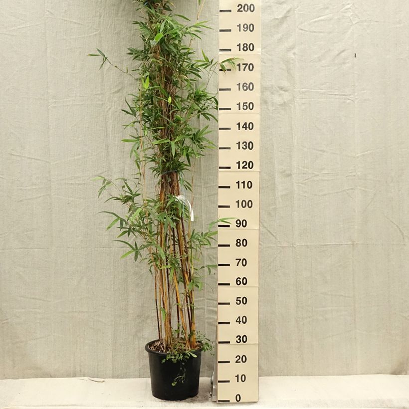 Example of Bambusa glaucescens multiplex Alphonse Karr Vaso da 12L/15L as you get in printemps