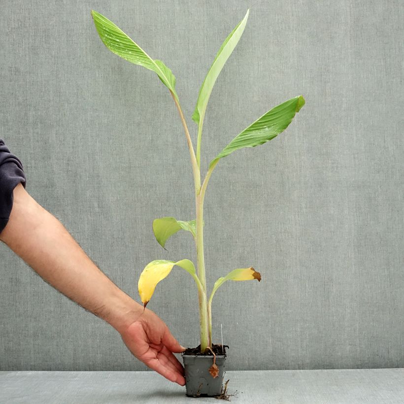 Esemplare di Bananier - Musa acuminata Ice Cream Godet de 8/9 cm consegnato in estate