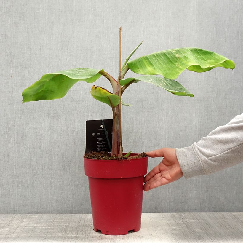 Musa acuminata Red Dacca - Banana plátano nano Vaso da 6L/7L esemplare consegnato in primavera