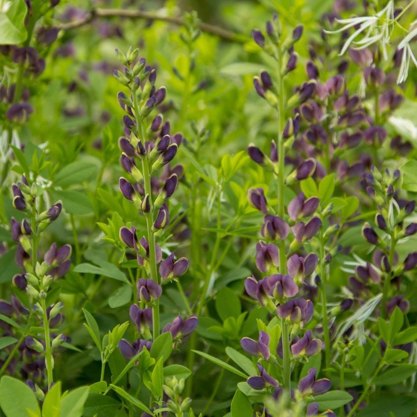 Baptisia australis var. minor Dark Blue - Indaco falso blu (Flowering)