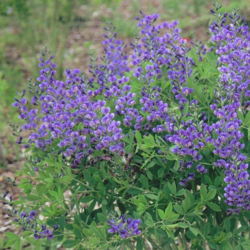 Baptisia Decadence Blueberry Sundae - Indaco falso (Flowering)