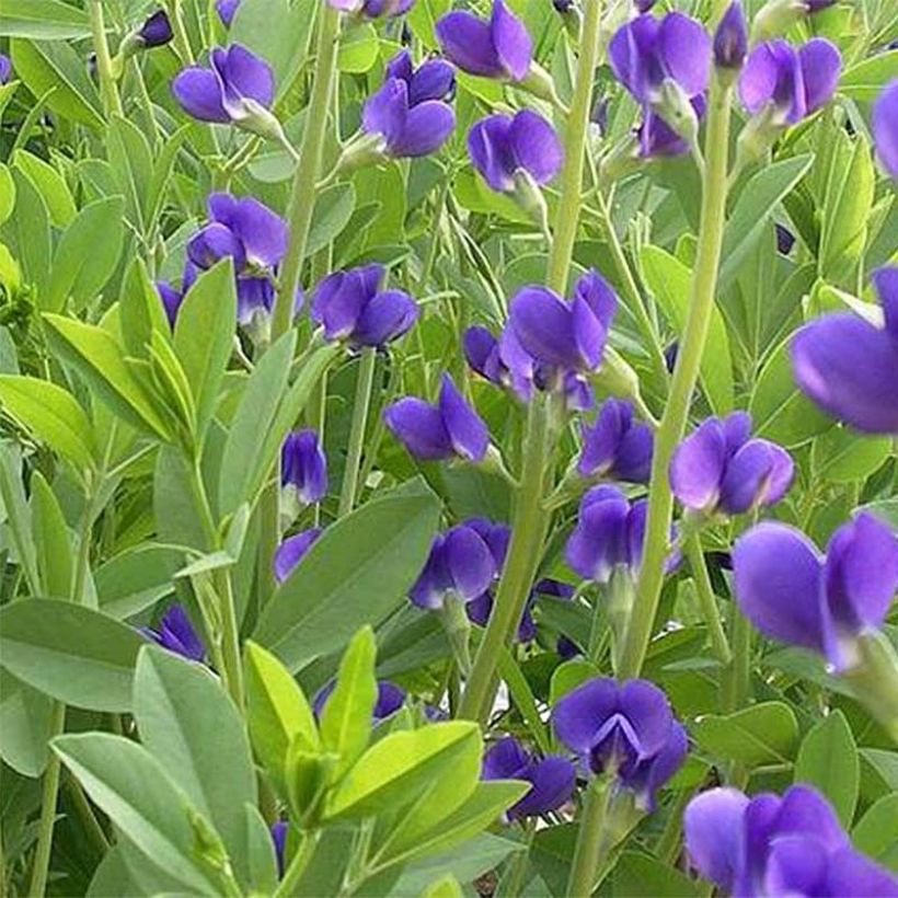 Baptisia australis Caspian Blue - Indaco falso blu (Fioritura)