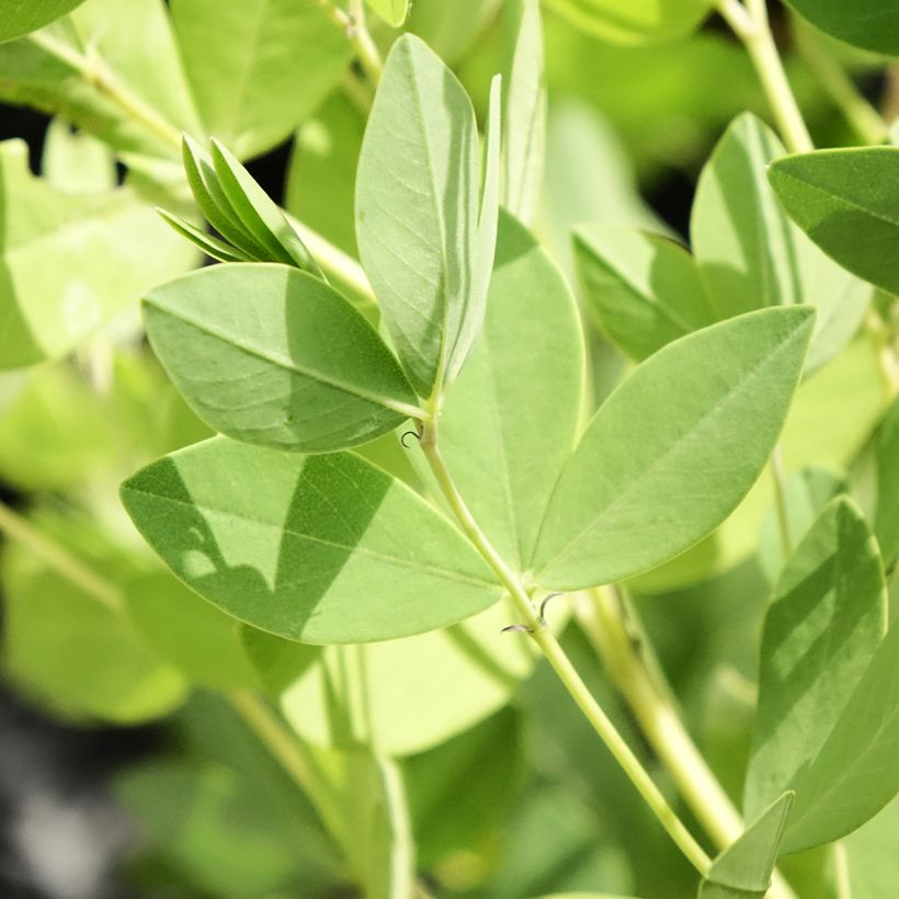 Baptisia Decadence Dark Chocolate - Indaco falso (Fogliame)