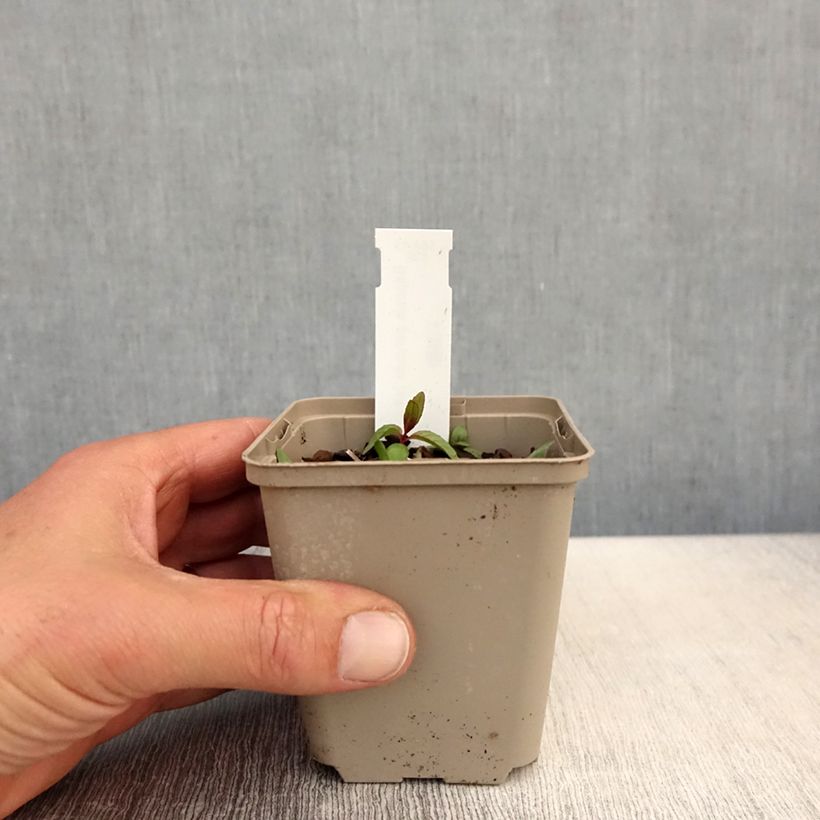 Example of Baptisia alba Vasetto da 8/9 cm as you get in printemps