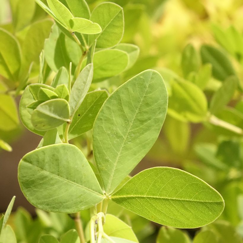 Baptisia alba (Foliage)