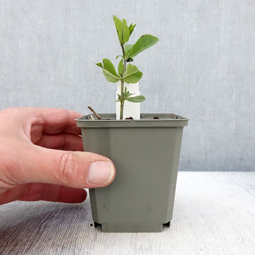 Baptisia Decadence Sparkling Sapphires - Indaco falso Vasetto da 8/9 cm esemplare consegnato in primavera