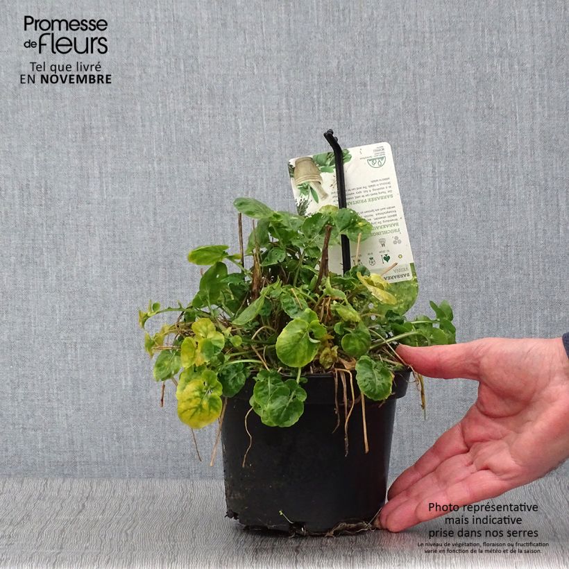 Esemplare di Barbarea verna - Cresson de terre ou de jardin, barbarée printanière Pot de 1,5L/2L come consegnato in autunno