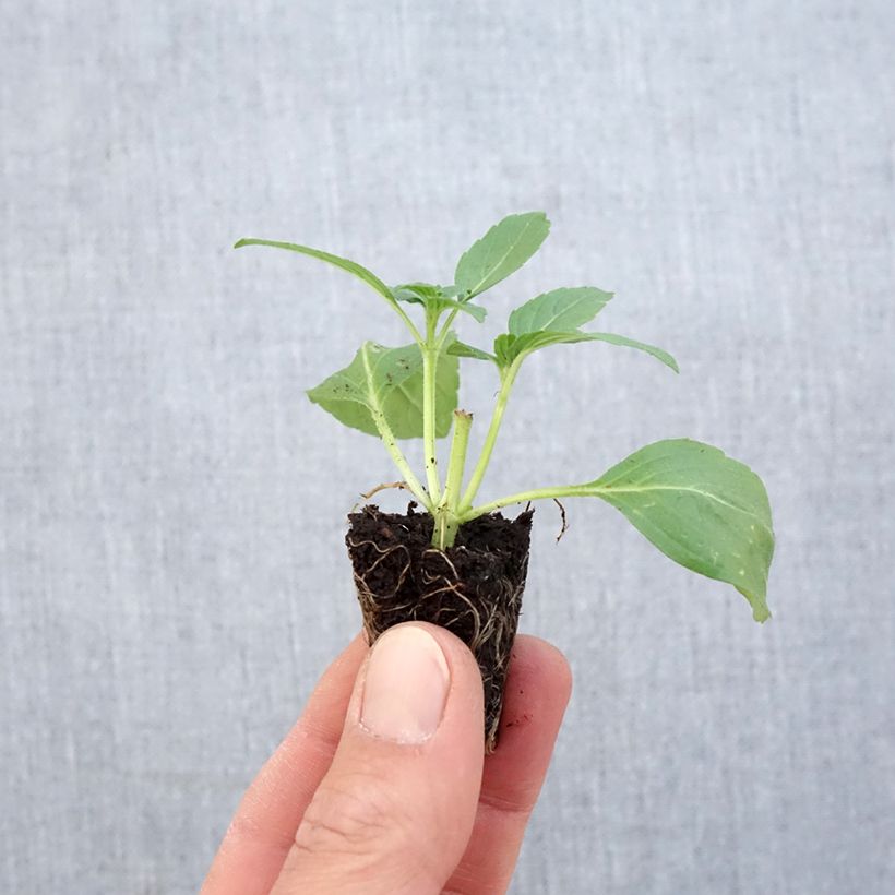 Example of Basilico Magic White Mini zolla Ø 1,5/2,5 cm as you get in printemps