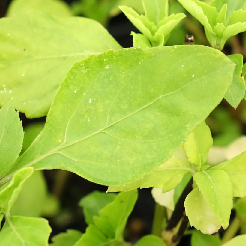 Basilico Selloi (Foliage)